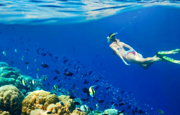 Semi Submarine (With transfer)