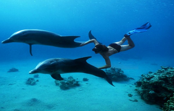 Full Day Trip To Dolphin House